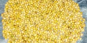 Soybean Seeds