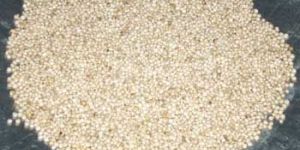 White Sorghum