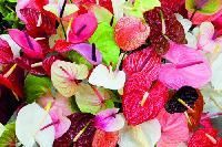 Ornamental Cut Flowers