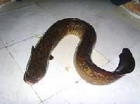 Eel Fish