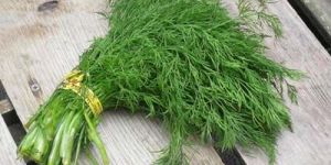 Dill Leaves