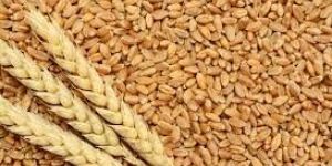 Wheat