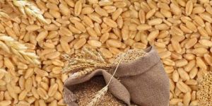 Wheat Seeds