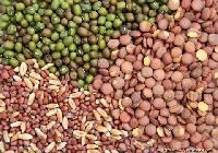 Hybrid Vegetable Seeds