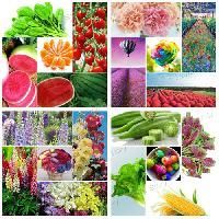 Open Pollinated Vegetable Seeds