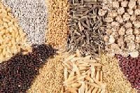 Hybrid Vegetable Seeds