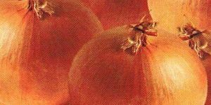 Onion