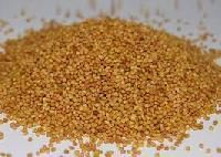 Berseem Clover Seeds