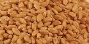 Wheat Grain