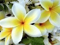 Exotic Flowers