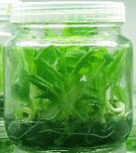 Plant Tissue Culture