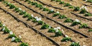 Drip Irrigation
