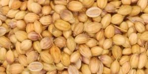 Coriander Seeds