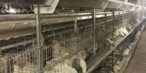 Chick Cum Grower Battery Cages