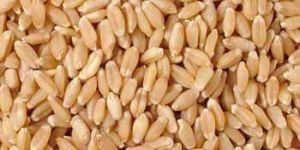 Wheat