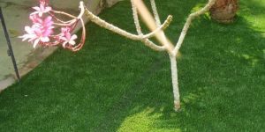 Artificial Grass