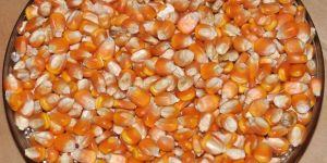 Hybrid Maize Seeds