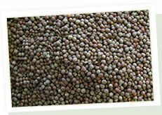 Black Mustard Seeds