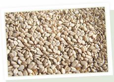 Hulled Sesame Seeds