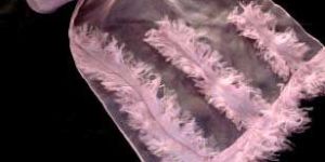 MSS-83 Stitching Scarves