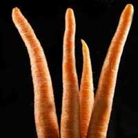 Carrot
