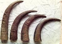 Buffalo Horns Round Tips