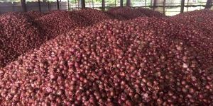 FRESH ONIONS 30mm -70mm+