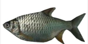 Japani Puti Fish Seeds