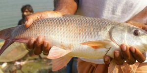 Jayanti Rohu Fish Seeds