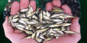 Mrigal Fish Seeds