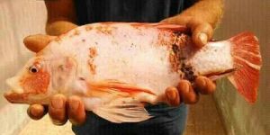 Red Tilapia Fish Seeds