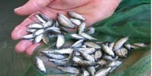 Silver Rohu Fish Seeds