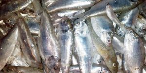 Silver Carp Fish Seeds