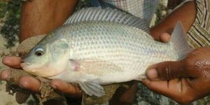 Silver Tilapia Fish Seeds