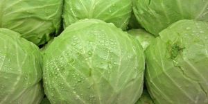 Fresh Cabbage