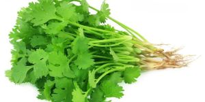 Fresh Coriander Leaves