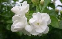 Madurai Jasmine Flower