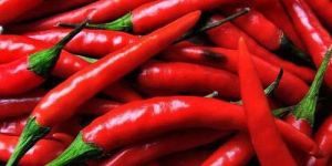Fresh Kashmiri Red Chilli