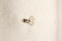 Blouse Hooks