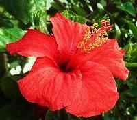 Hibiscus Flower