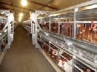 Belt Battery Cages