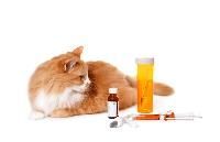 Pet Medicine