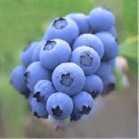 Natural Herbal Extracts