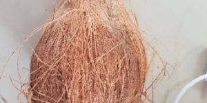 Coconut