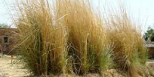 Broom Grass