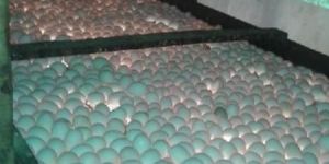 Hatching Duck Eggs