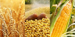 Agro Commodities