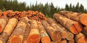 Douglas Fir Softwood
