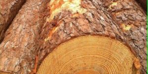 Southern Yellow Pine