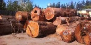 Western Red Cedar Wood